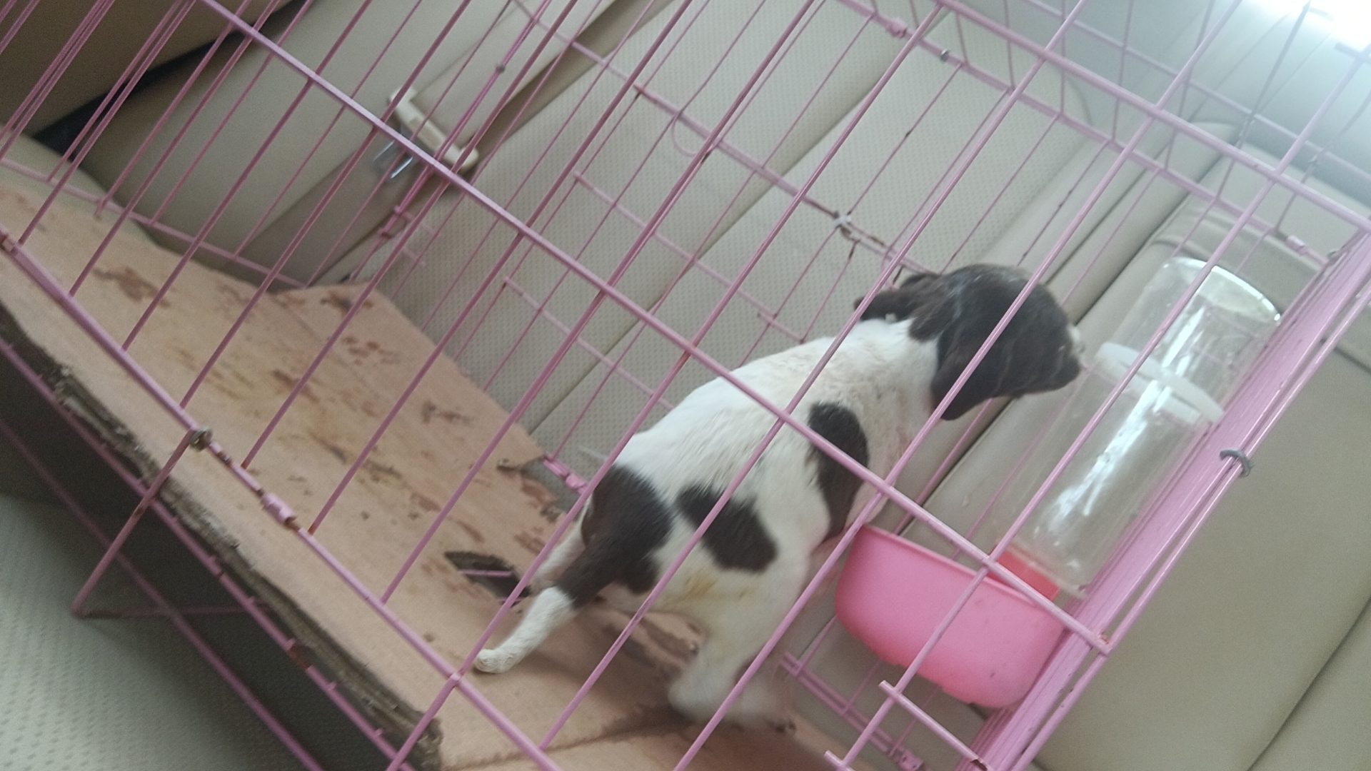 波音达猎犬